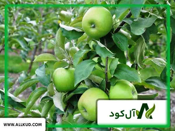 سال آوری درختان چیست