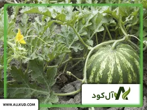 علت بیماری زردی ( نوعی بیماری قارچی ) که برگه‌ها در هندوانه زرد می‌شوند چیست؟