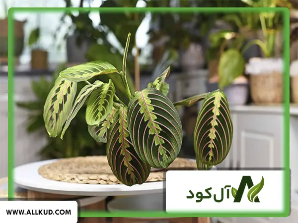 میزان استفاده از کود اسید هیومیک برای هر گلدان گیاه آپارتمانی چقدر است؟