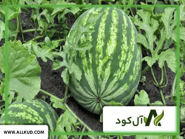 تشخیص علت زرد شدن برگ هندوانه