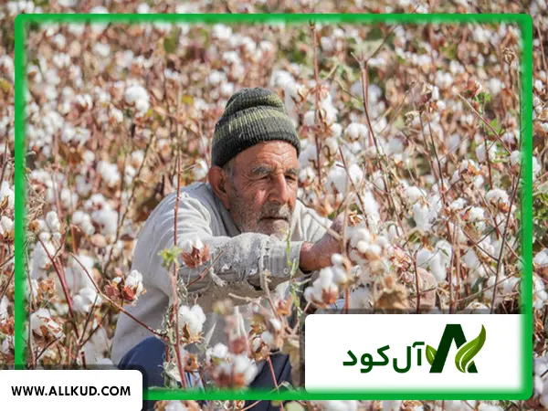 دغدغه کشاورزان پنبه کار چیست؟