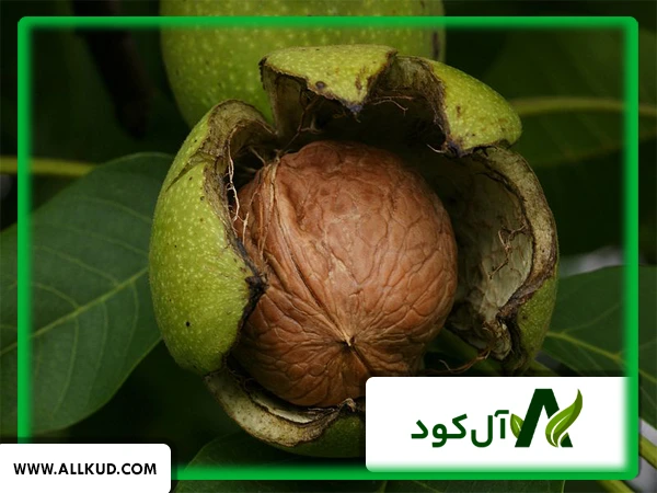 نقش گوگرد بر روی درختان گردو چیست؟
