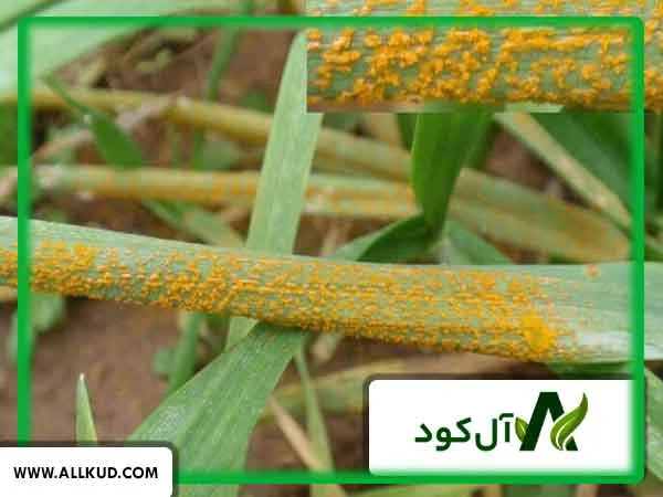 زنگ گندم چیست