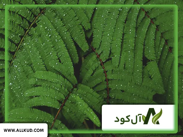 چه گیاهانی نیاز مبرم به فسفر دارند؟