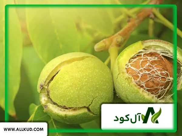 چه درختانی نیاز مبرم به کلسیم دارند