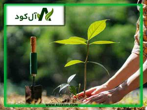 بهترین راه کار برای افزایش سرعت رشد درخت توسط مشاوره های آل کود و استفاده از کودهای نانو ارگانیک و ازت 95%