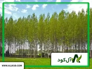 کود آفتابگردان