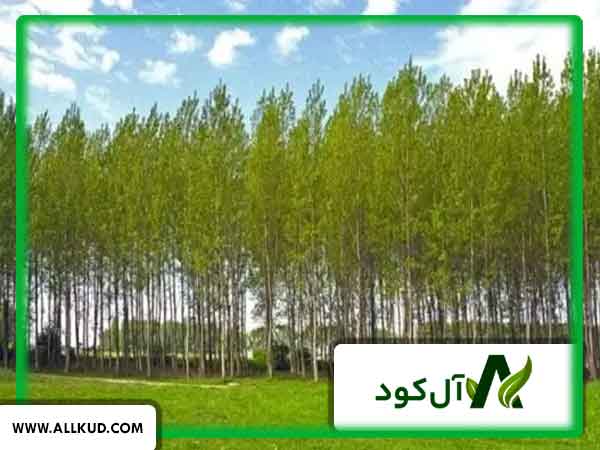 افزایش قطر تنه درختان صنوبر در چه فصلی امکانپذیر است؟