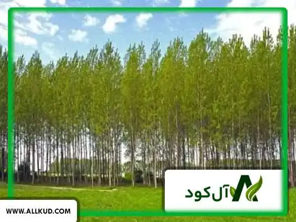 کود آفتابگردان