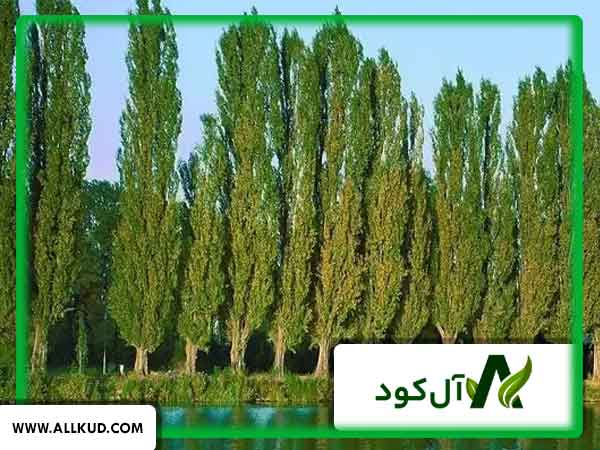 افزایش قطر تنه درختان صنوبر در چه فصلی امکانپذیر است؟