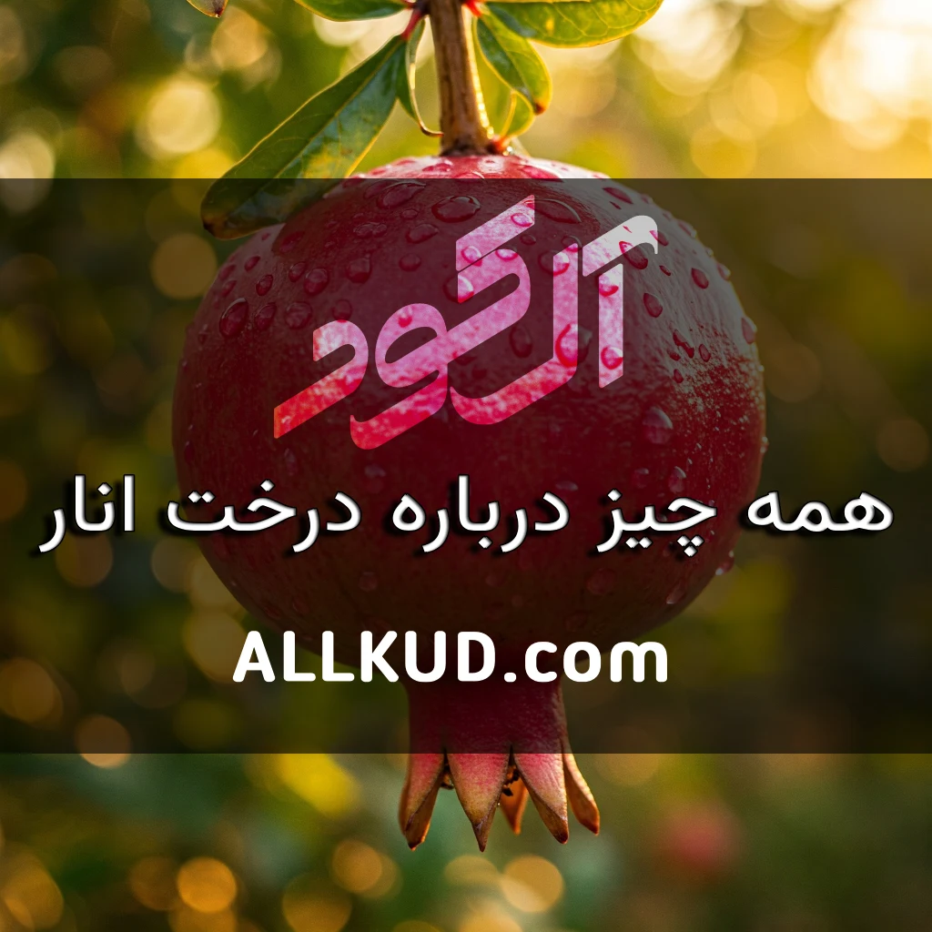 یک انار