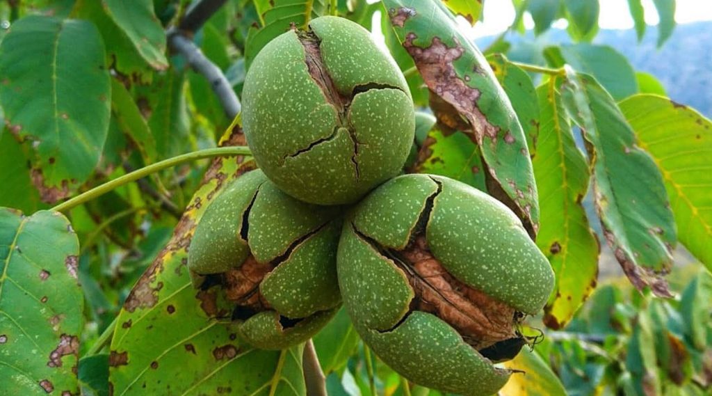 بیماری‌های اصلی درختان گردو