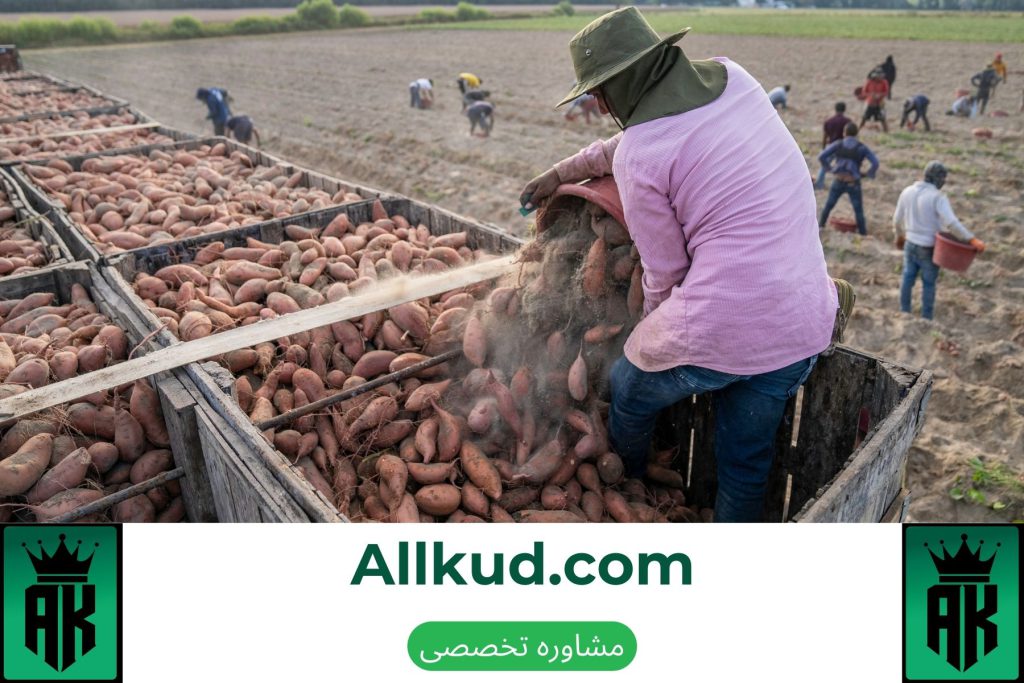 کوددهی کود مایع به سیب زمینی و تاثیرات استفاده