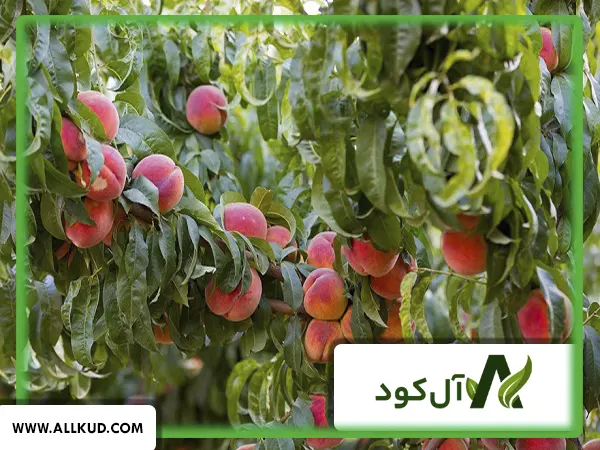 کود مخصوص افزایش باردهی درخت هلو
