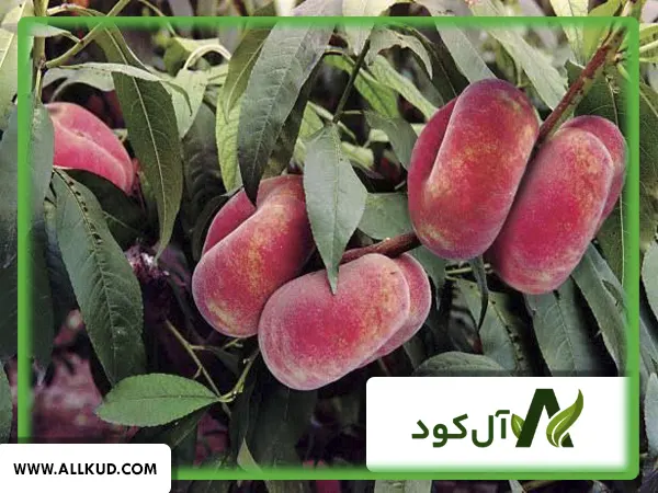 کود مخصوص افزایش باردهی درخت هلو