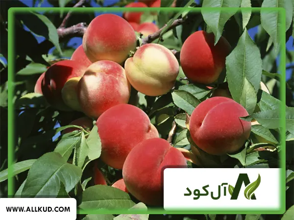کود مخصوص افزایش باردهی درخت هلو