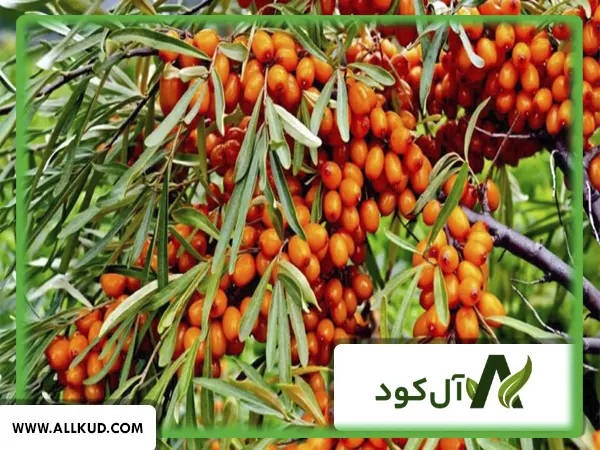 درخت سنجد بعد از چند سال میوه می‌دهد؟