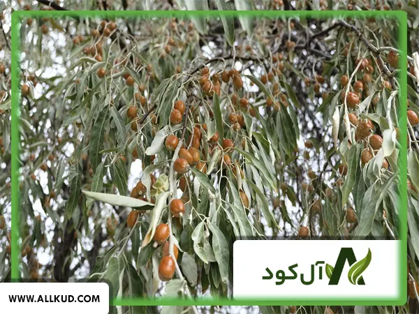 درخت سنجد بعد از چند سال میوه می‌دهد؟