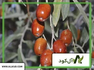درخت سنجد بعد از چند سال میوه می‌دهد؟
