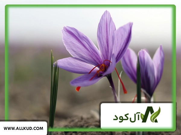 زعفران بعد از چند سال بار می‌دهد؟