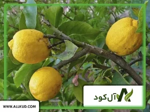 همه چیز درباره درخت بالنگ ، نحوه کاشت و نگهداری 