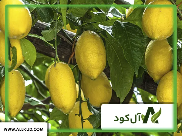 همه چیز درباره درخت بالنگ ، نحوه کاشت و نگهداری 