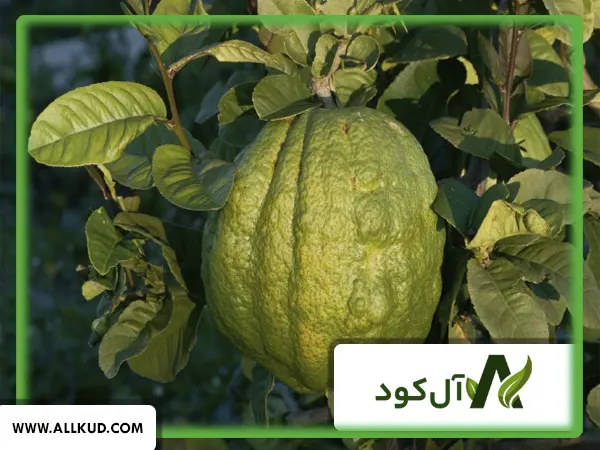 همه چیز درباره درخت بالنگ ، نحوه کاشت و نگهداری 