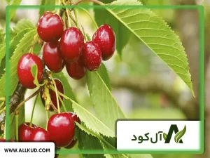 زمان استفاده از کود اسید هیومیک برای گیلاس