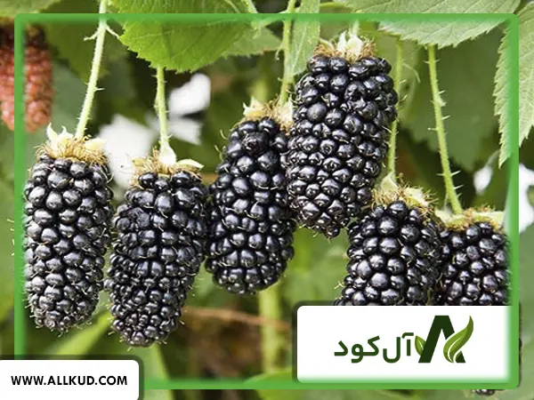 همه چیز درباره درخت شاه توت ، نحوه کاشت و نگهداری