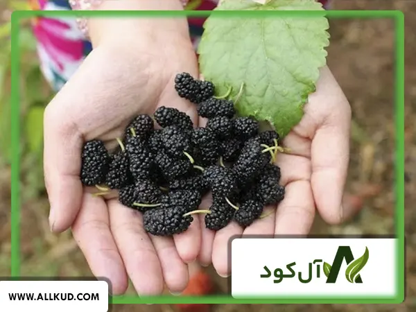 همه چیز درباره درخت شاه توت ، نحوه کاشت و نگهداری