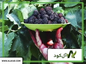 همه چیز درباره درخت شاه توت ، نحوه کاشت و نگهداری