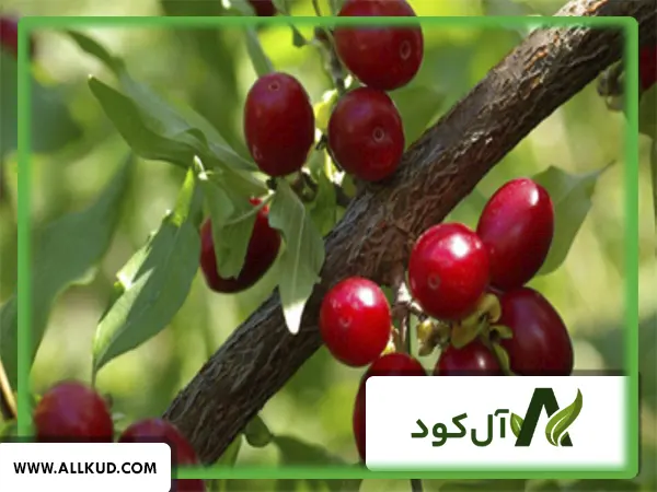 درخت زغال اخته