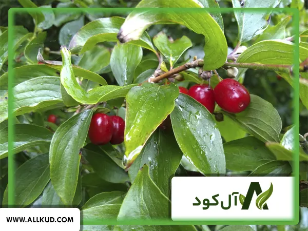 درخت زغال اخته