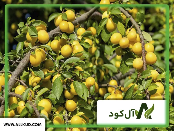 همه چیز درباره درخت آلو بخارا ، نحوه کاشت و نگهداری