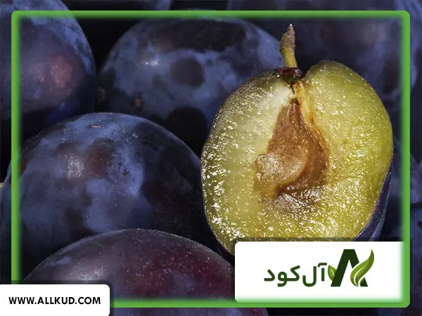 همه چیز درباره درخت آلو بخارا ، نحوه کاشت و نگهداری