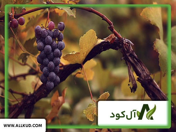 کلسیم بور برای انگور