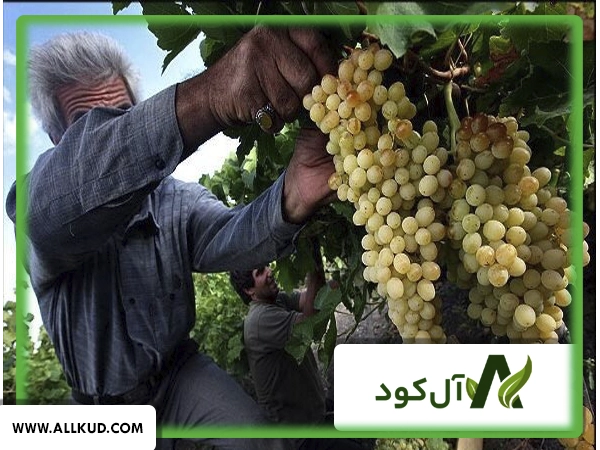 کلسیم بور برای انگور