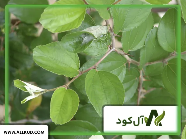 نمای نزدیک از شاخ و برگ سبز و سالم درخت سدر نیازمند کوددهی مناسب