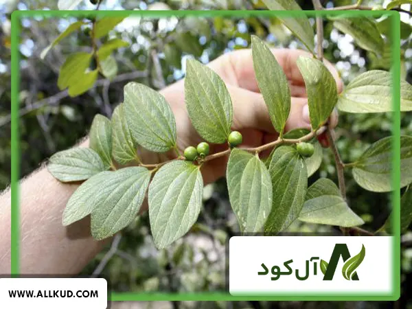 آبیاری نهال جوان سدر پس از کاشت در باغ
