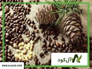 همه چیز درباره درخت چلغوز ، نحوه کاشت و نگهداری 