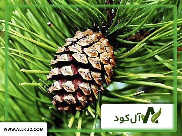همه چیز درباره درخت چلغوز ، نحوه کاشت و نگهداری 