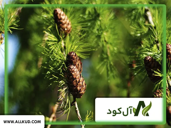 همه چیز درباره درخت چلغوز ، نحوه کاشت و نگهداری 