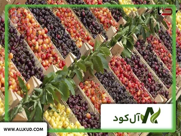 بهترین برنامه غذایی گیلاس چیست.
