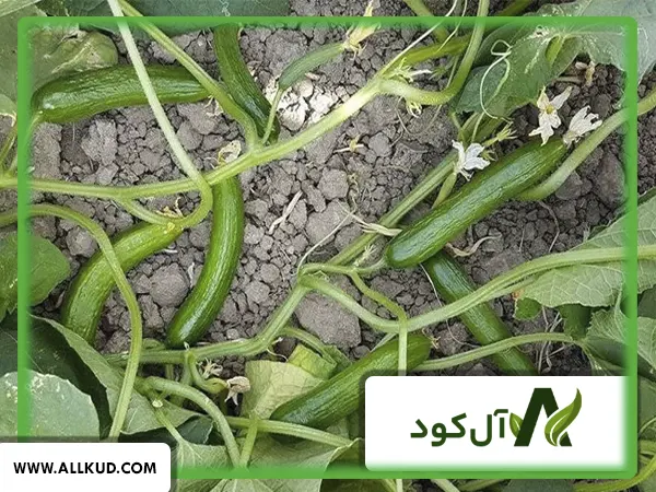 آموزش کشت خیار در باغچه: آبیاری و تغذیه مناسب