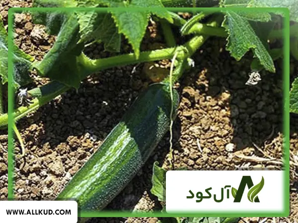 آموزش کشت خیار در باغچه: انتخاب کود مناسب، کلید باروری
