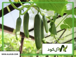 آموزش کشت خیار در باغچه