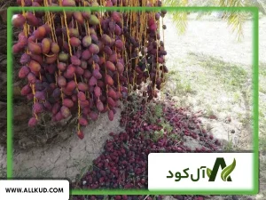 کنترل ریزش خرما