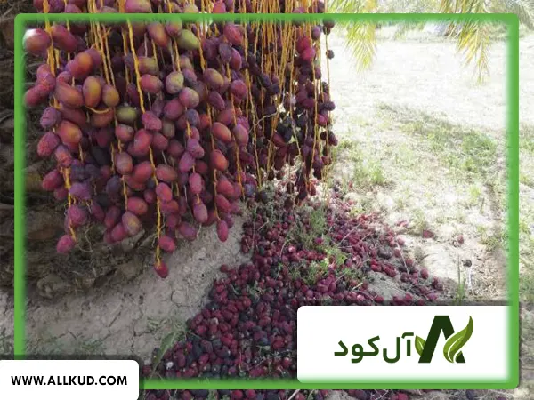 کنترل ریزش خرما