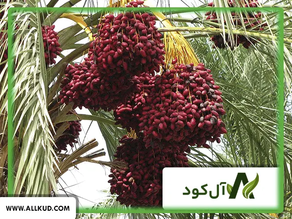 کنترل ریزش خرما