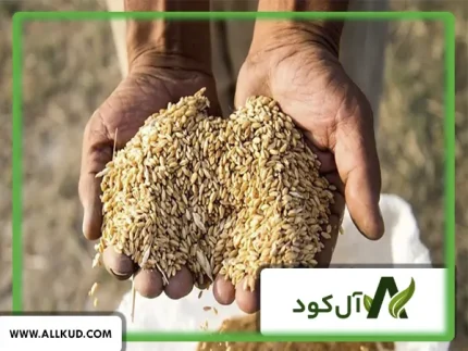 بذر گندم کم آب